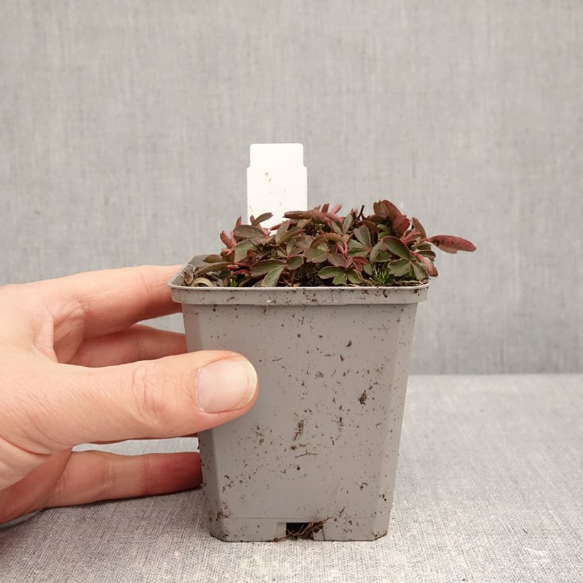 Potentilla tridentata Nuuk - Cinquefoil 8/9 cm pot sample as delivered in winter