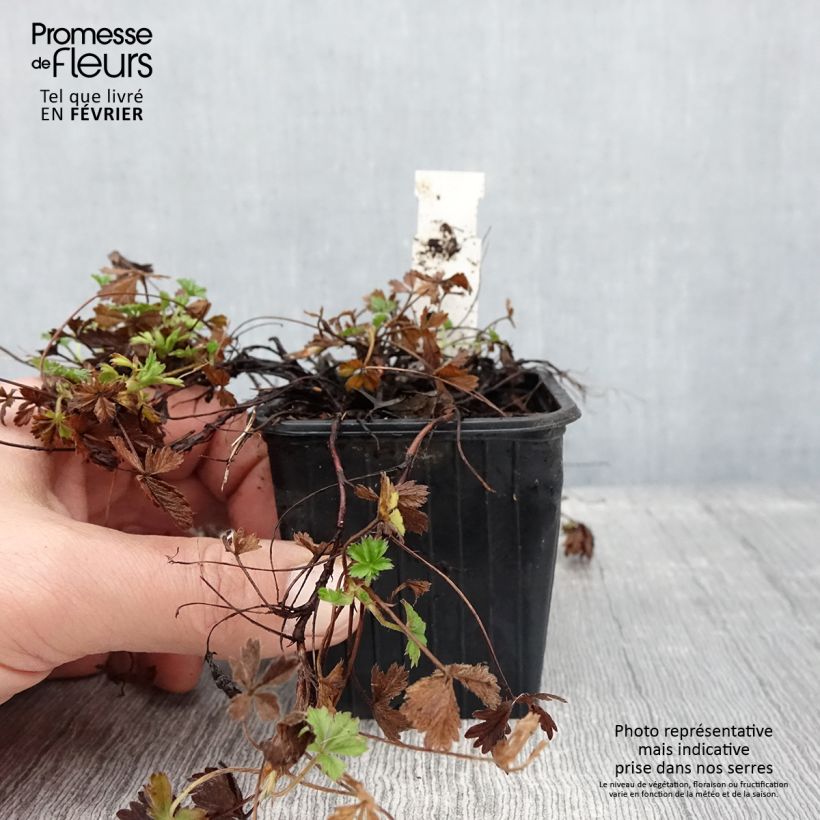 Potentilla verna - Cinquefoil 8/9 cm pot sample as delivered in winter