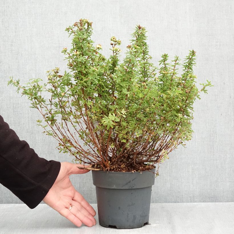 Potentilla fruticosa Bella Apple - Shrubby cinquefoil 2L/3L pot sample as delivered in autumn