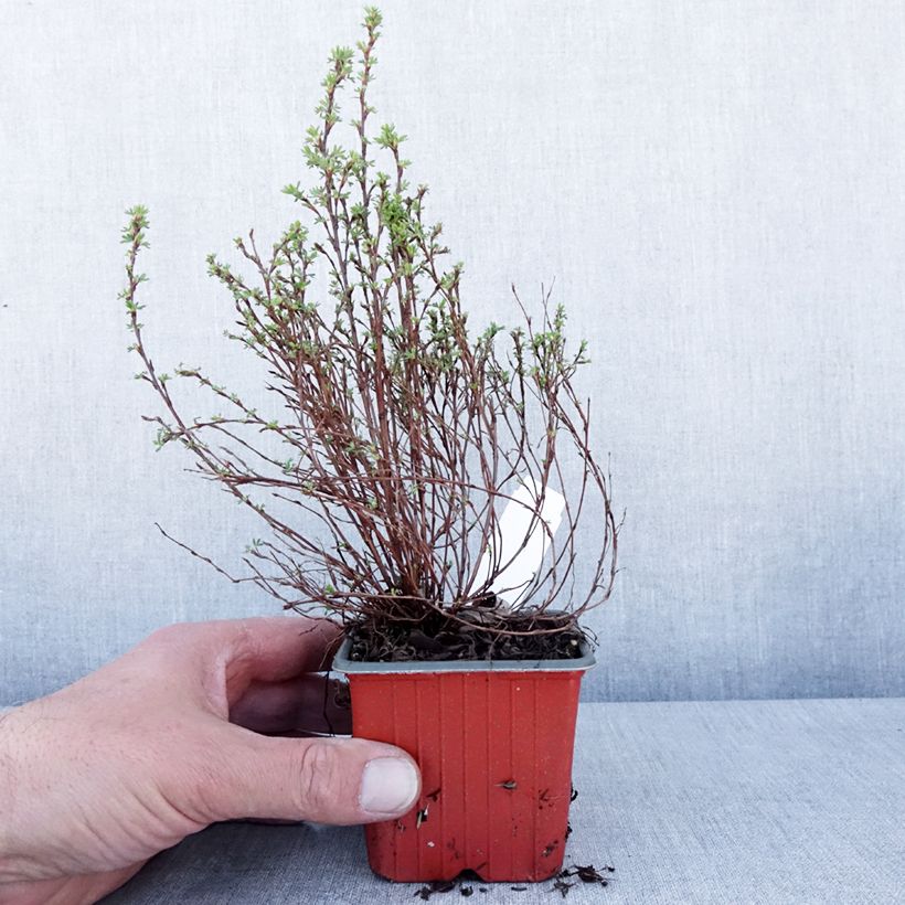 Potentilla fruticosa Bella Sol ´Hachdon´ 8/9 cm pot sample as delivered in spring