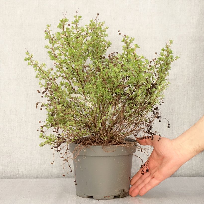 Potentilla fruticosa Bella Sol ´Hachdon´ 2L/3L pot sample as delivered in spring
