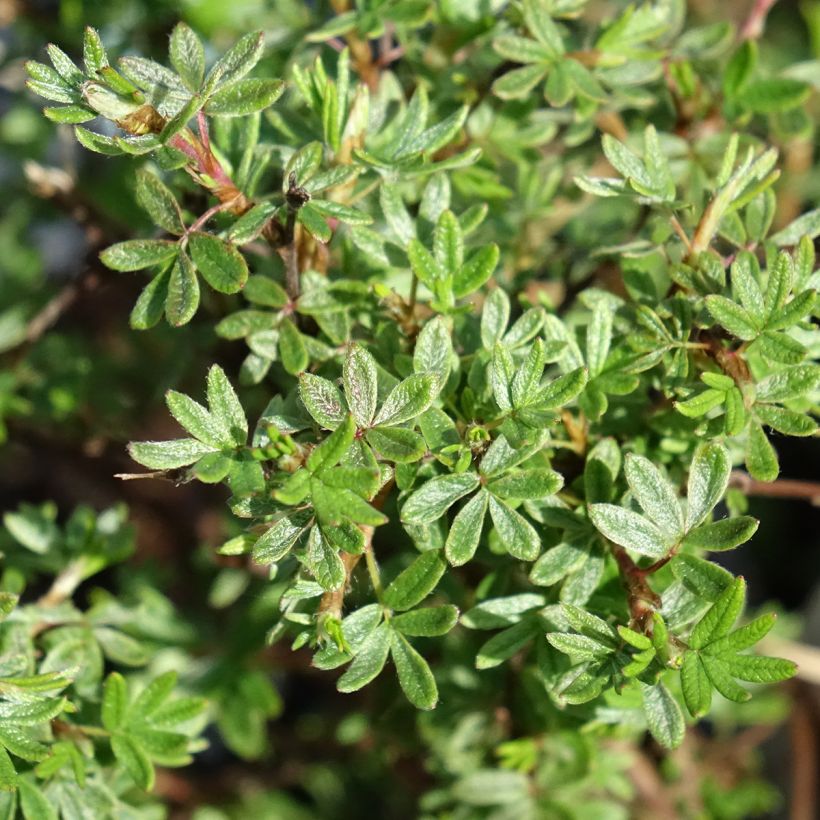 Potentilla fruticosa Bella Rosa (Foliage)