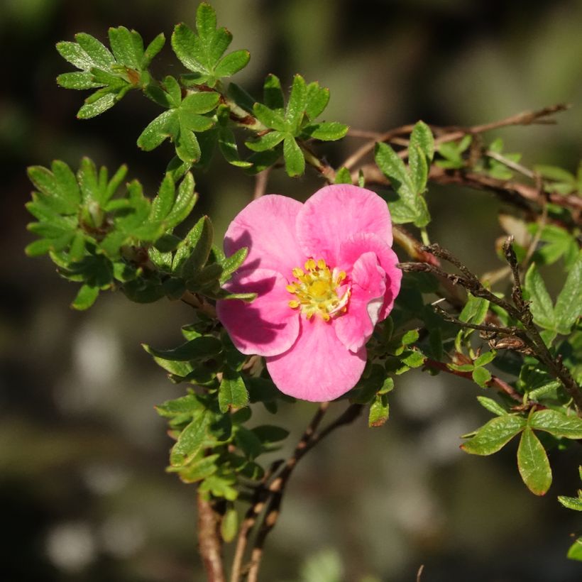 Potentilla fruticosa Bella Rosa (Flowering)
