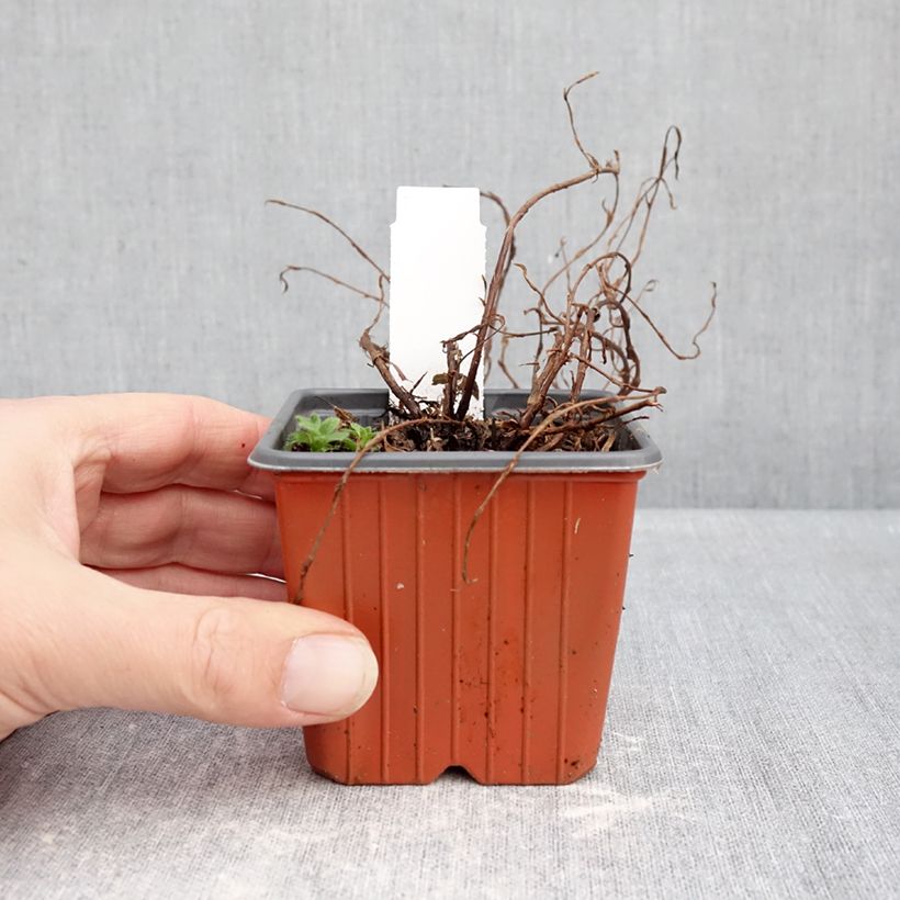 Potentilla fruticosa Bella Rosa 8/9 cm pot sample as delivered in winter