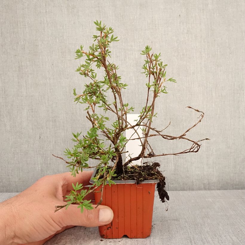 Potentilla fruticosa Bella Rosa 8/9 cm pot sample as delivered in spring