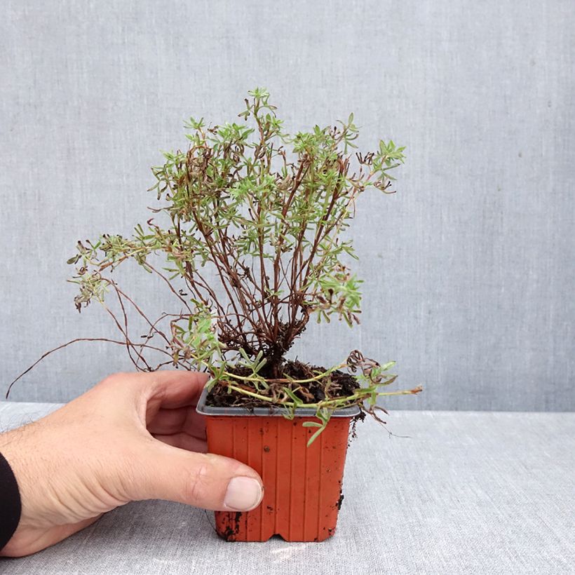 Potentilla fruticosa Hopleys Orange - Shrubby Cinquefoil 8/9 cm pot sample as delivered in autumn
