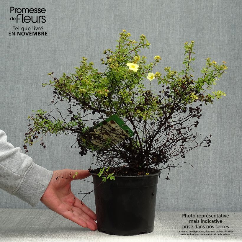 Potentilla fruticosa Kobold - Shrubby Cinquefoil 3L/4L pot sample as delivered in autumn