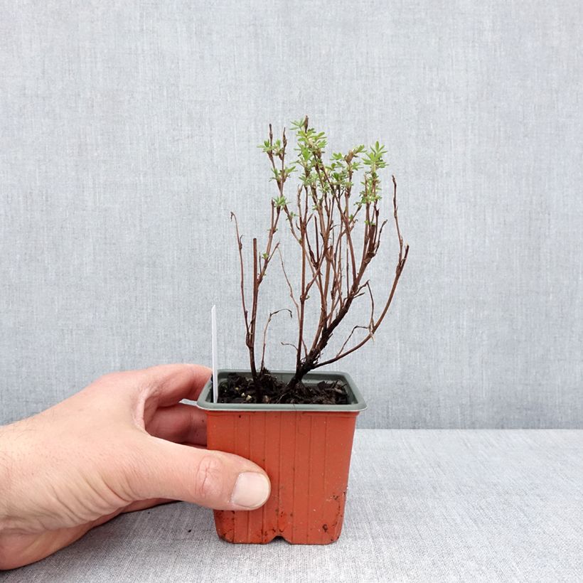 Potentilla fruticosa Marmalade 8/9 cm pot sample as delivered in spring