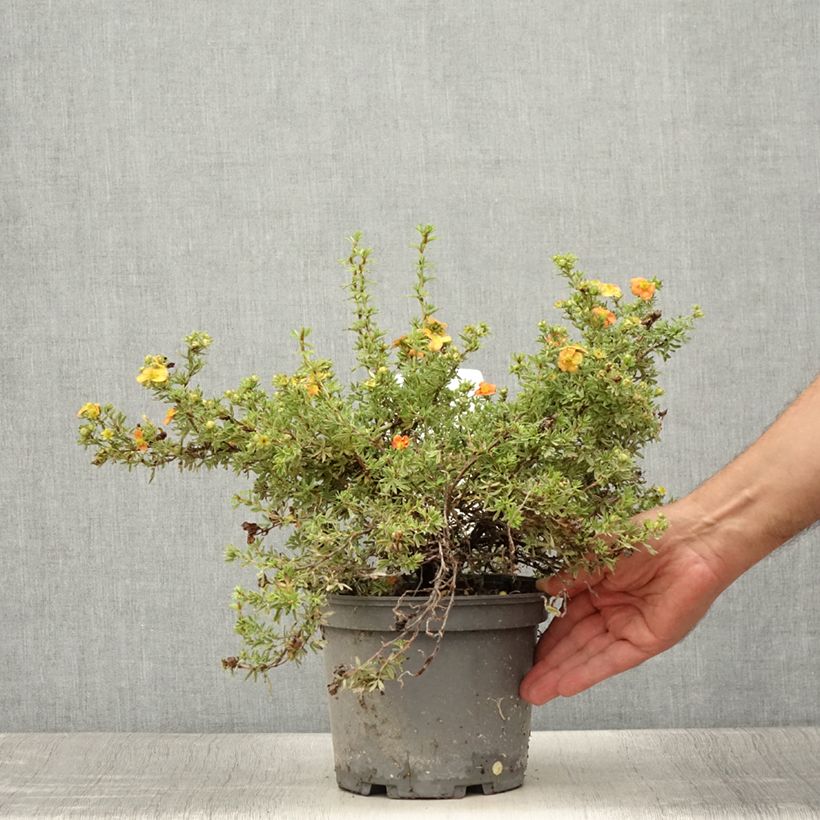 Potentilla fruticosa Red Joker - Shrubby Cinquefoil 3L/4L pot sample as delivered in summer