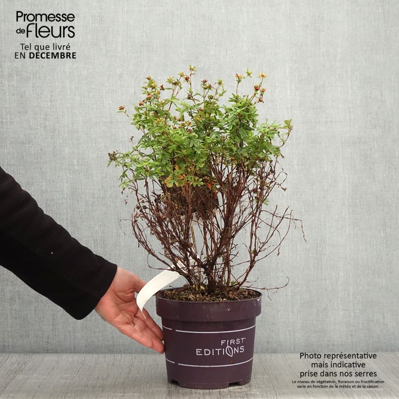 Potentilla fruticosa Mandarin Tango - Shrubby Cinquefoil 2L/3L pot sample as delivered in autumn