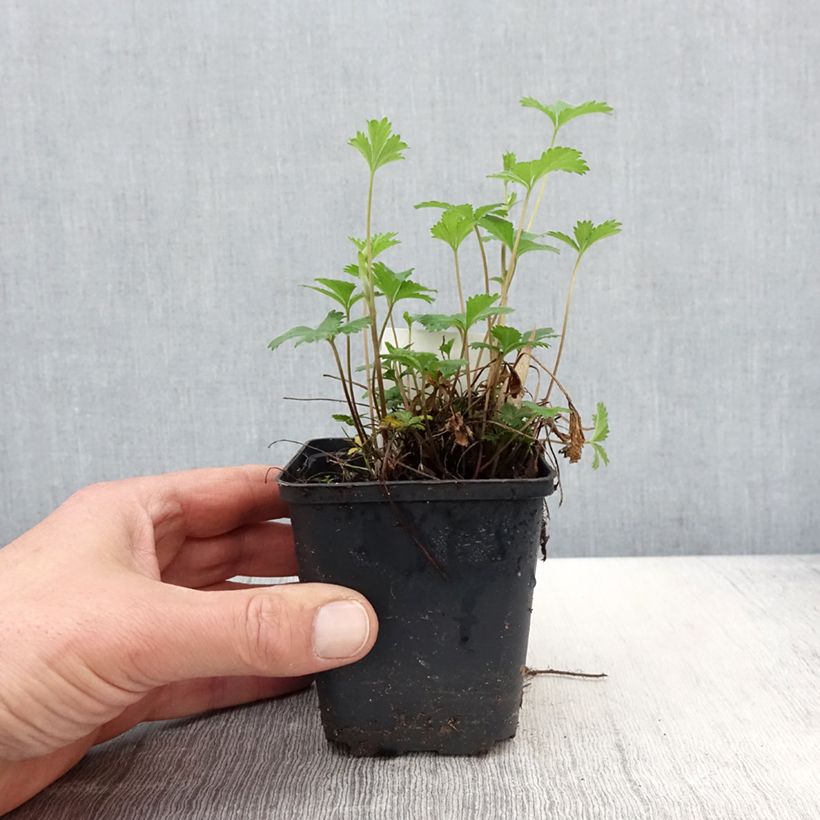Potentilla x tonguei - Cinquefoil 8/9 cm pot sample as delivered in spring