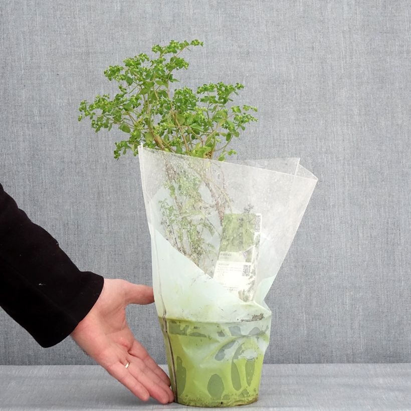 Green or common Purslane - Portulaca oleracea 1.5L/2L pot sample as delivered in winter