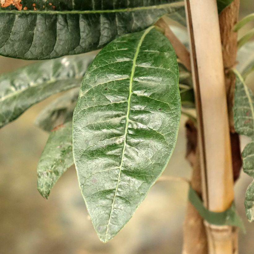 Pouteria obovata (Foliage)