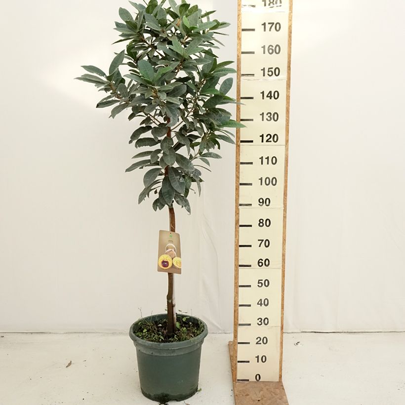 Pouteria obovata 20L/25L pot sample as delivered in autumn