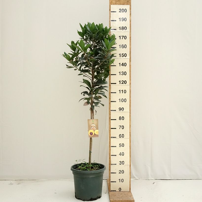 Pouteria obovata - Lucuma, Lucumo, egg-fruit 20L/25L pot sample as delivered in summer