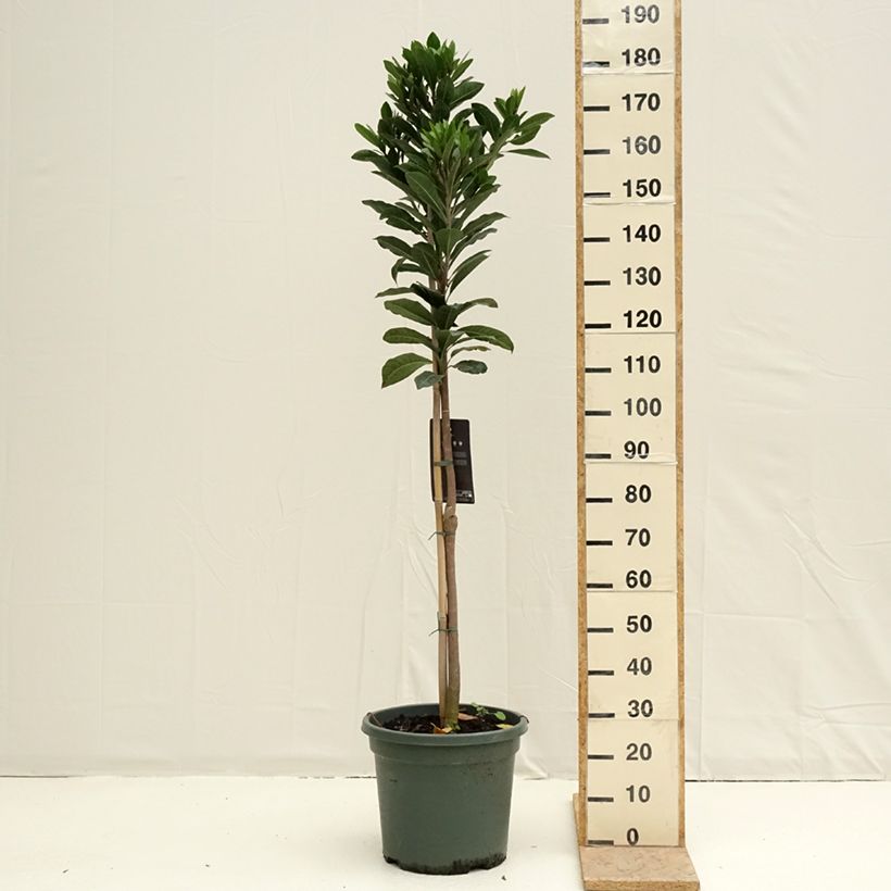 Pouteria obovata - Lucuma, Lucumo, egg-fruit 20L/25L pot sample as delivered in spring