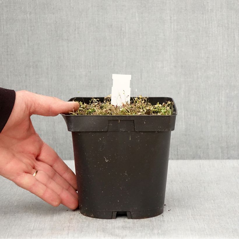 Pratia pedunculata County Park 2L/3L pot sample as delivered in spring