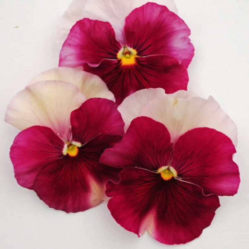 Viola PrimUp Bimbo Lips - Medium-flowered Pansy (Flowering)