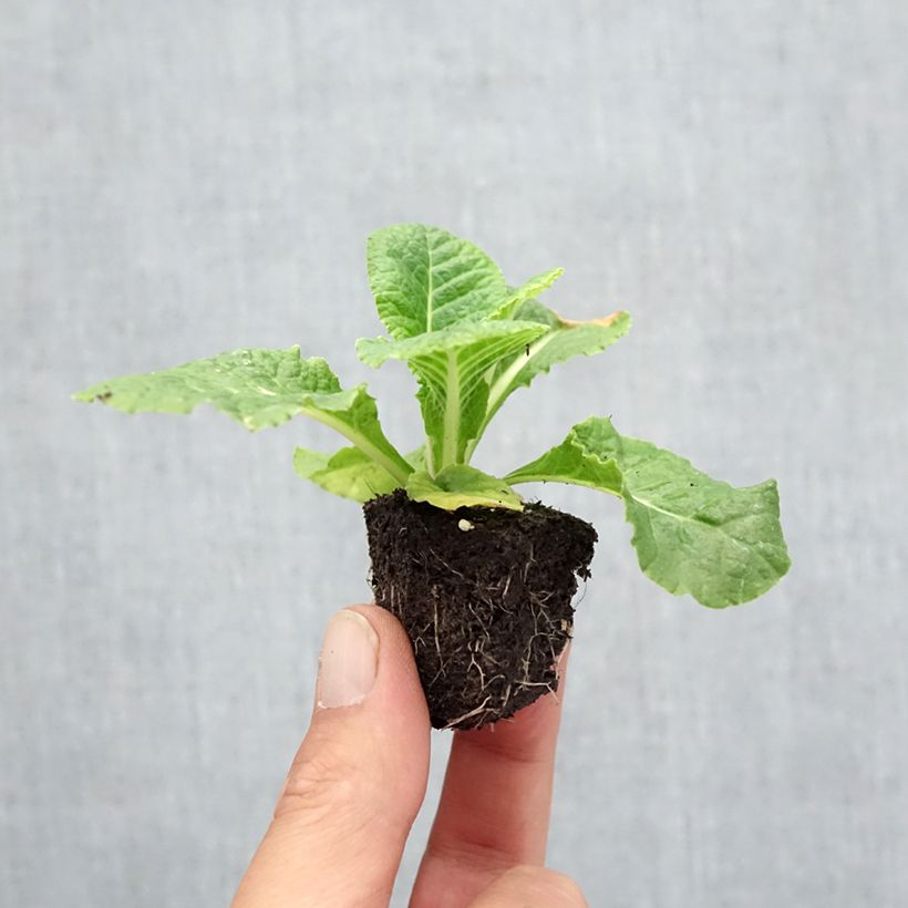 Primula vulgaris Rubens Mix- English Primrose Plug plants 3.8 x 3.2cm - Tray of 16 sample as delivered in autumn