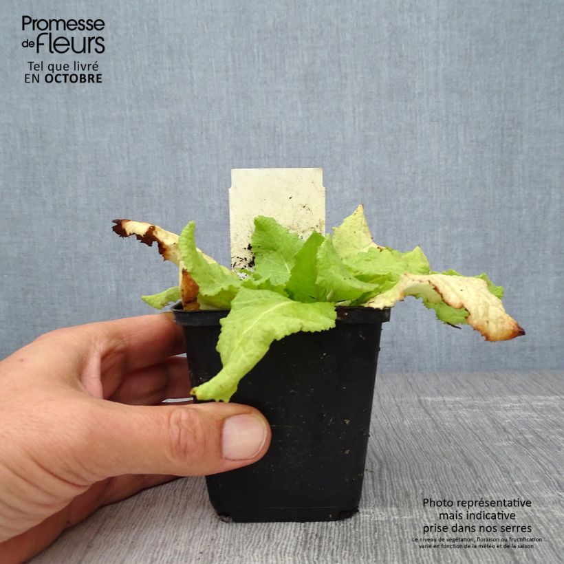 Primula japonica Millers Crimson - Japanese Primrose 8/9 cm pot sample as delivered in autumn