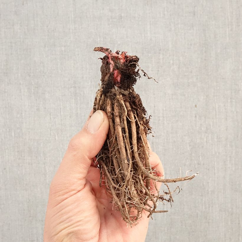 Primula japonica Millers Crimson - Japanese Primrose Bare root sample as delivered in winter