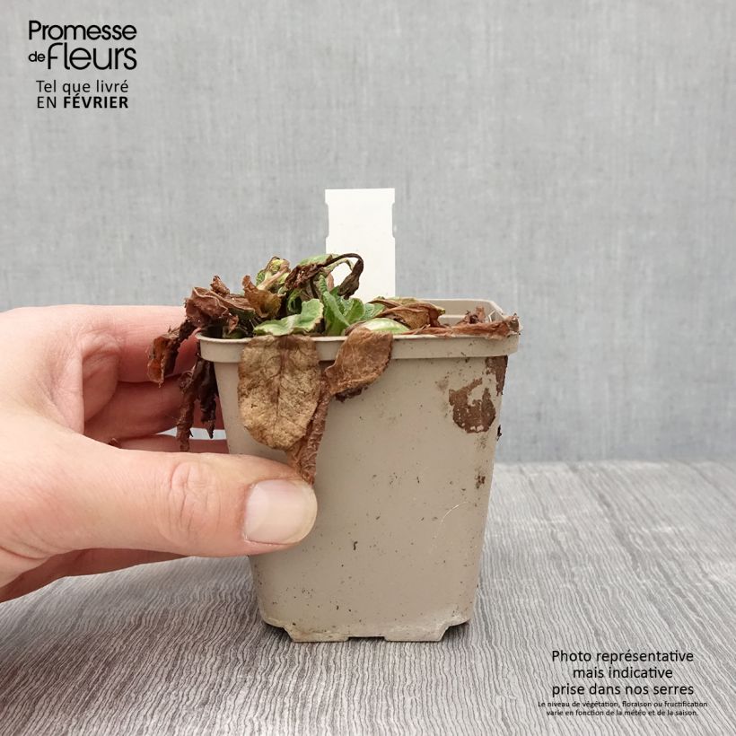 Primula x hybrida Elizabeth Killelay 8/9 cm pot sample as delivered in winter