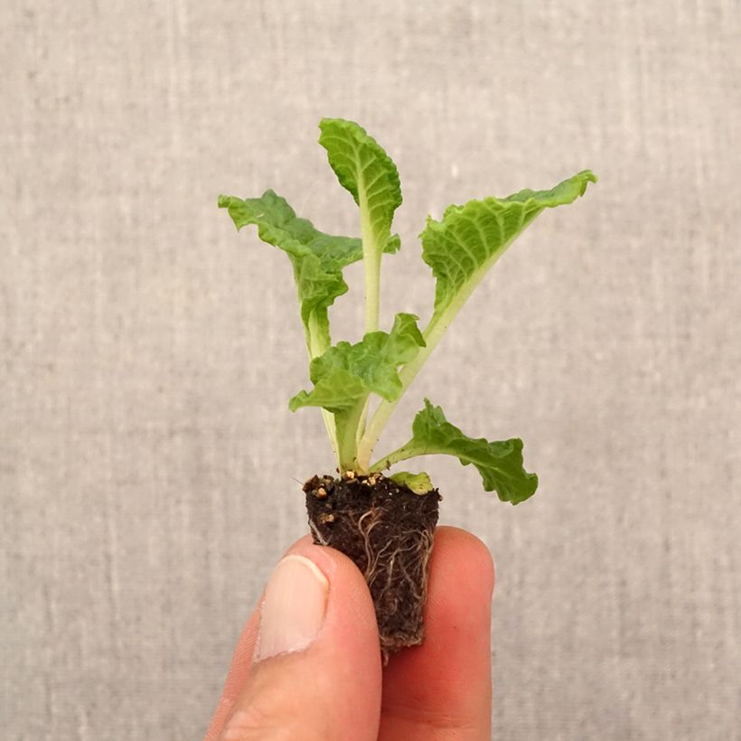 Primula vulgaris Frilly White - Primrose Plug plant 1.5/2.5 cm sample as delivered in autumn