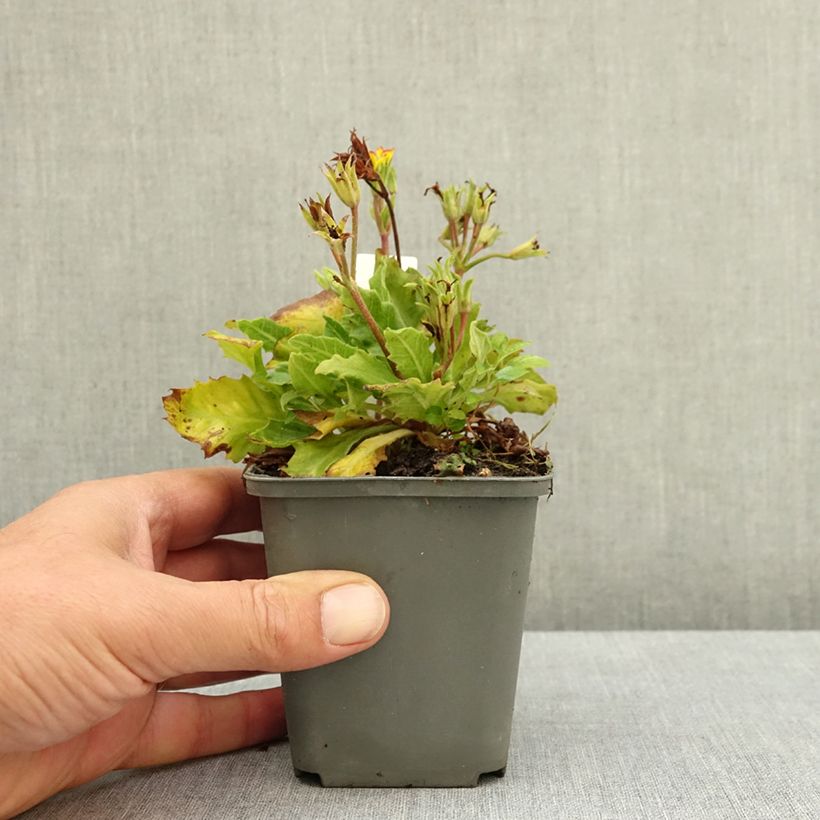 Primula polyanthus Oak Leaf Yellow Picotee - Hose-in-hose 8/9 cm pot sample as delivered in summer