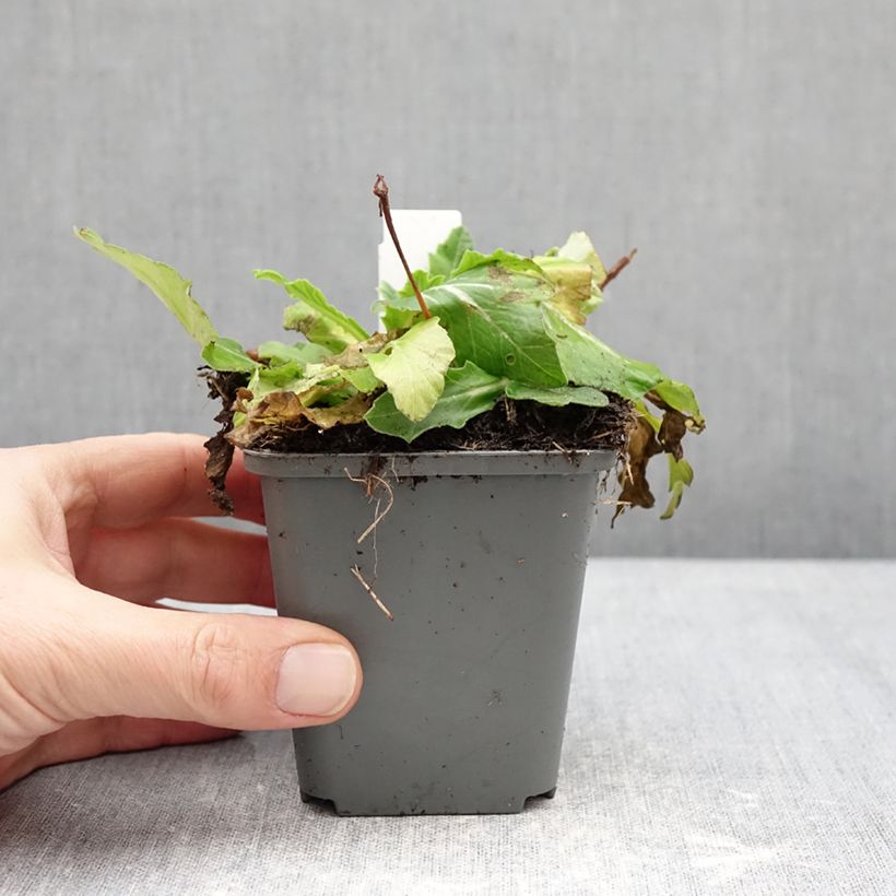 Primula polyanthus Oak Leaf Yellow Picotee - Hose-in-hose 8/9 cm pot sample as delivered in winter