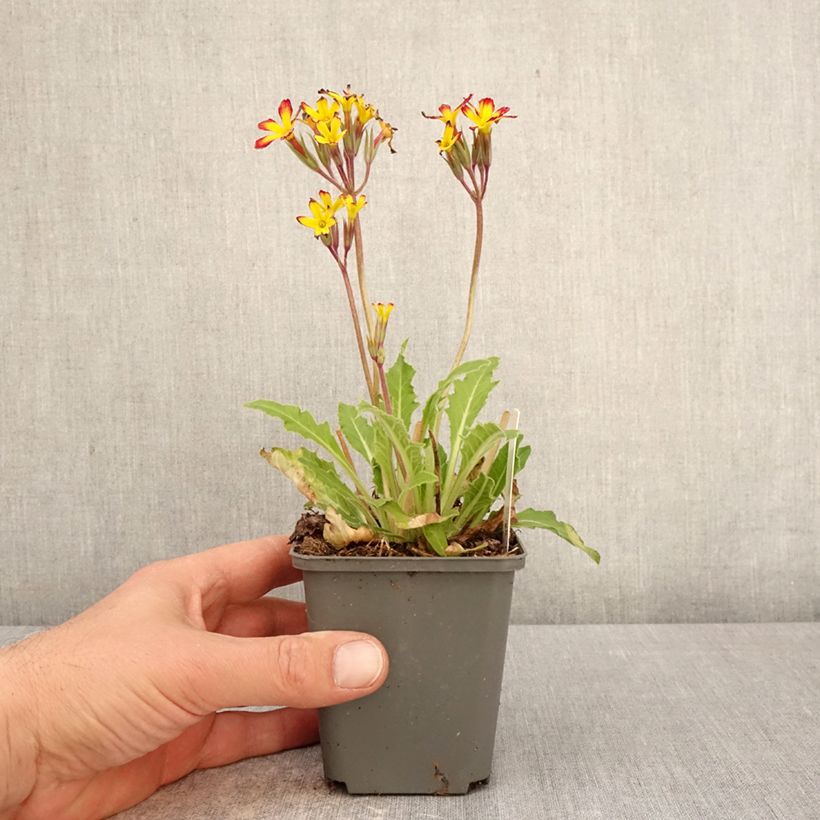 Primula polyanthus Oak Leaf Yellow Picotee - Hose-in-hose 8/9 cm pot sample as delivered in spring