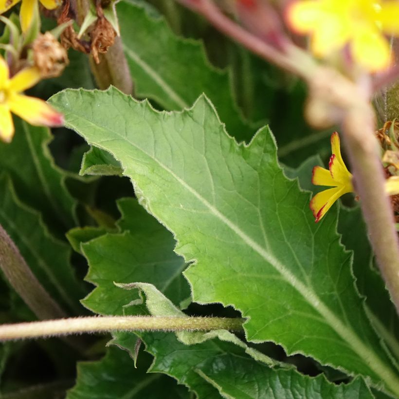Primula polyanthus Oak Leaf Yellow Picotee - Hose-in-hose (Foliage)
