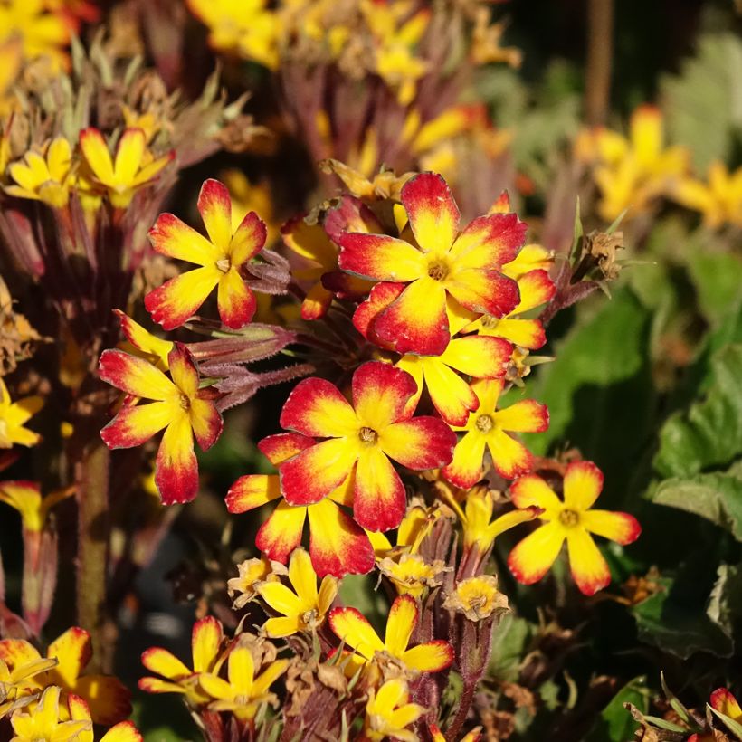 Primula polyanthus Oak Leaf Yellow Picotee - Hose-in-hose (Flowering)