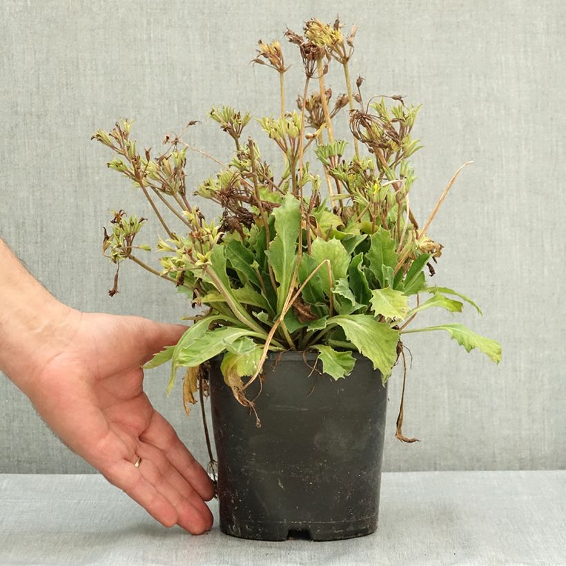Primula polyanthus Oak Leaf Yellow Picotee - Hose-in-hose 2L/3L pot sample as delivered in summer