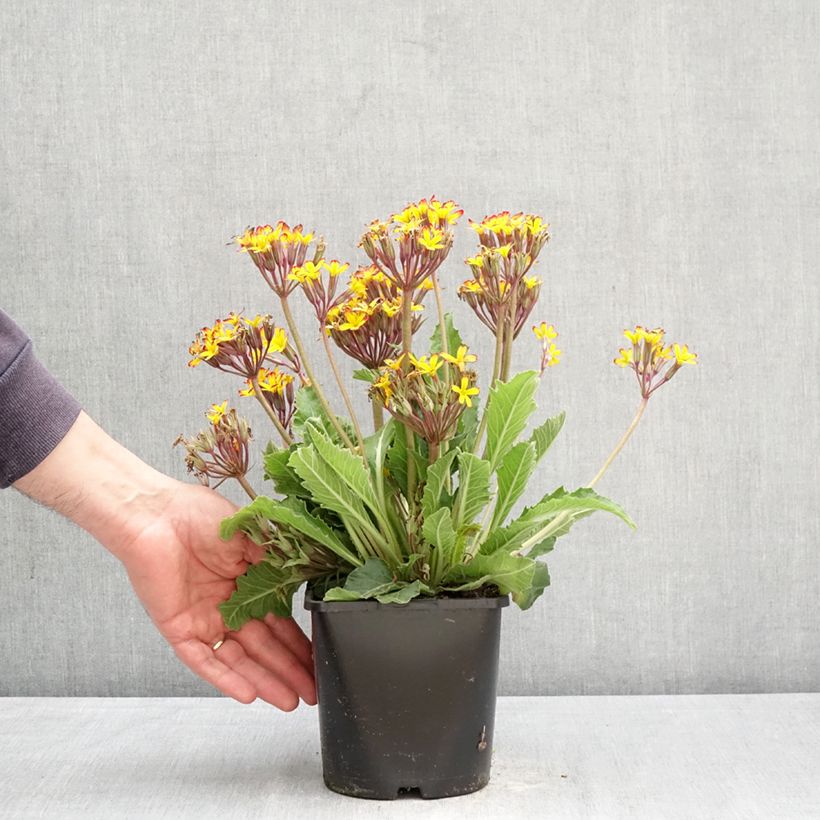Primula polyanthus Oak Leaf Yellow Picotee - Hose-in-hose 2L/3L pot sample as delivered in spring