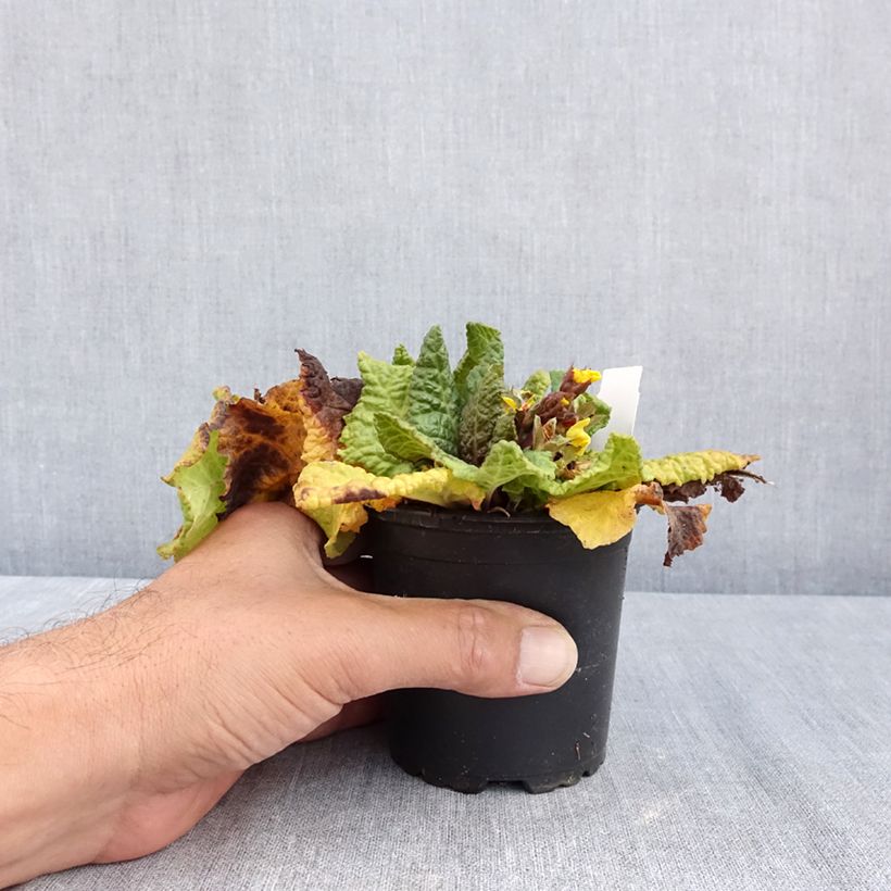 Primula eliator Veristar Yellow Gold - Oxlip 8/9 cm pot sample as delivered in summer