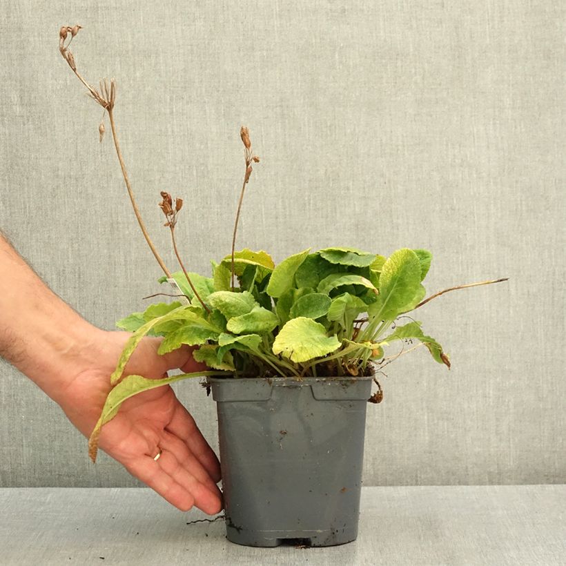 Primula vulgaris - English Primrose 2L/3L pot sample as delivered in summer
