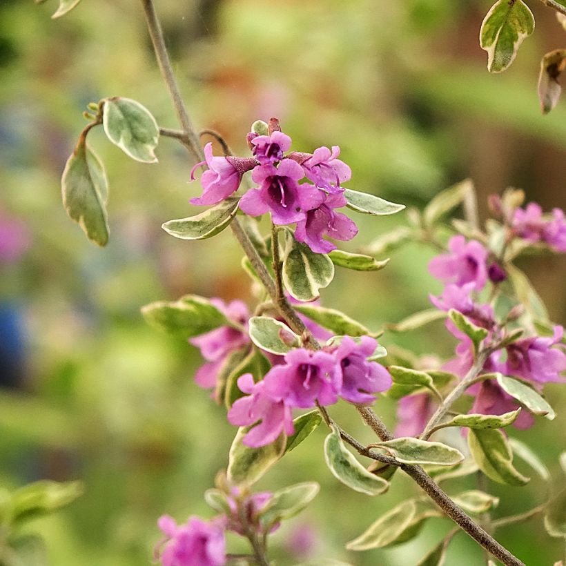 Prostanthera ovalifolia Variegata - Mint Bush (Flowering)