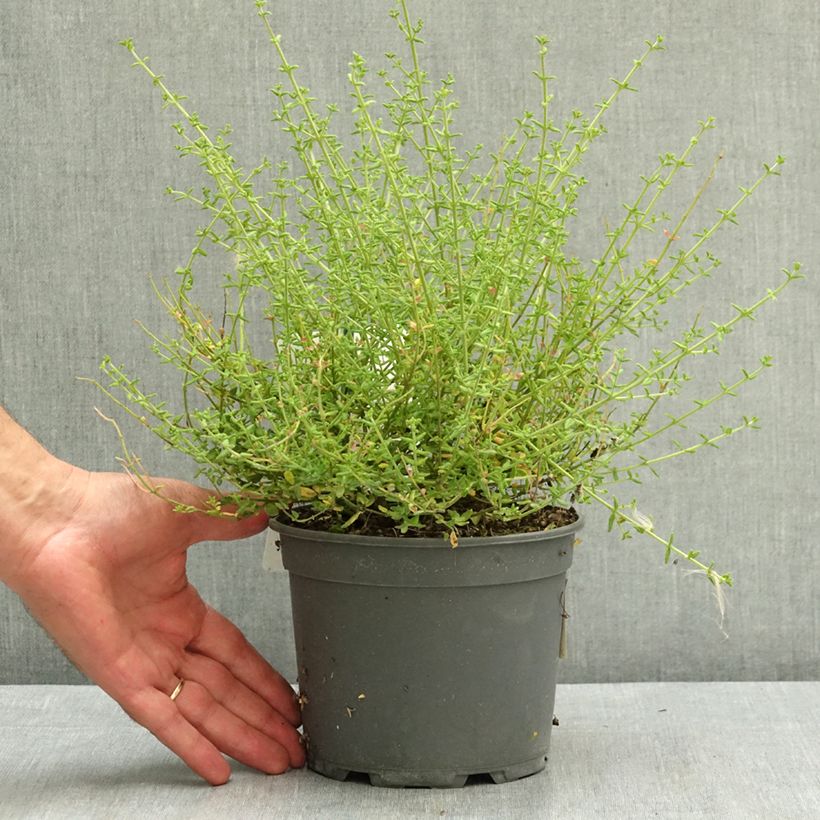 Prostanthera rotundifolia Rosetta 2L/3L pot sample as delivered in summer