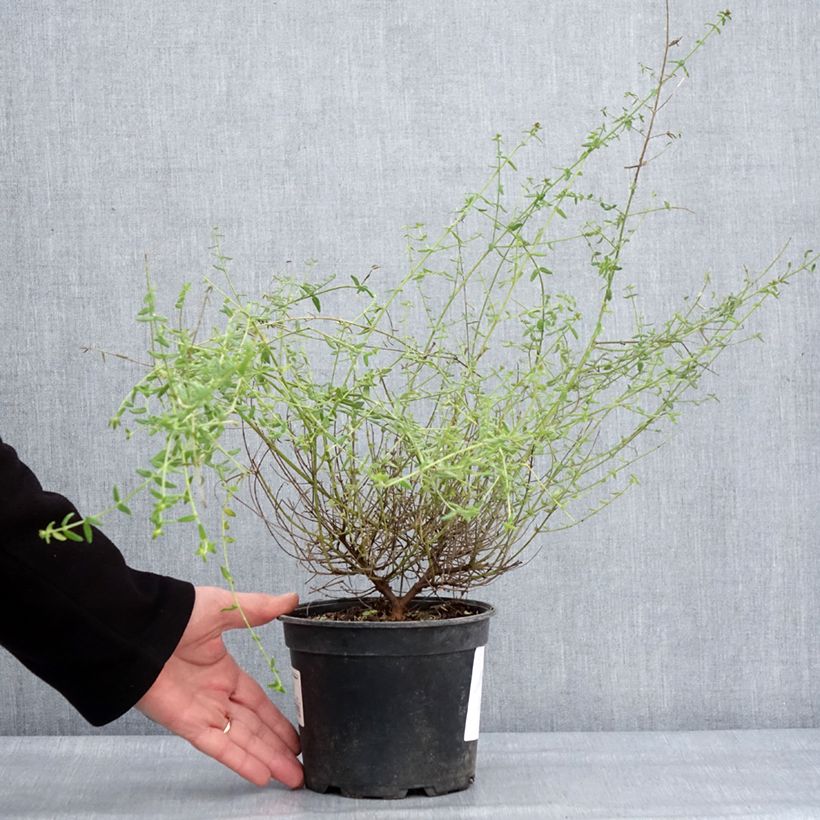 Prostanthera rotundifolia Rosetta 2L/3L pot sample as delivered in winter