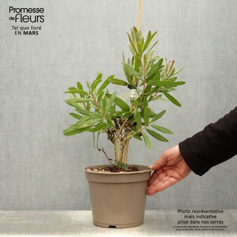 Protea neriifolia (x) susannae Pink Ice 4L/5L pot sample as delivered in spring