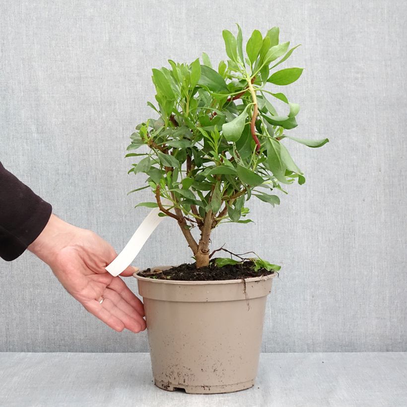 Protea cynaroides 4L/5L pot sample as delivered in autumn