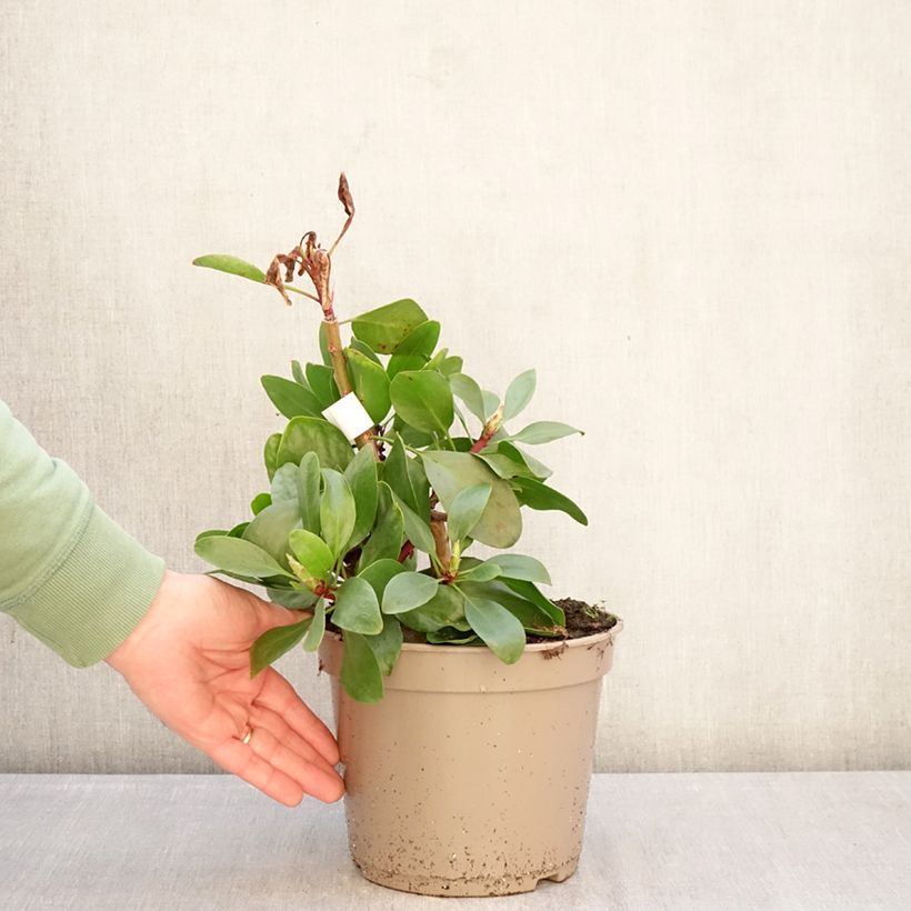 Protea cynaroides 4L/5L pot sample as delivered in winter
