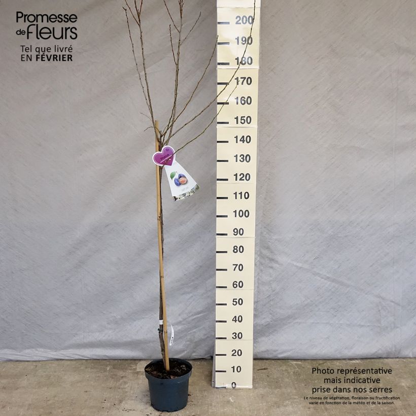 Prunus domestica Hauszwetsche - Common plum 7.5L/10L pot, Half standard sample as delivered in winter