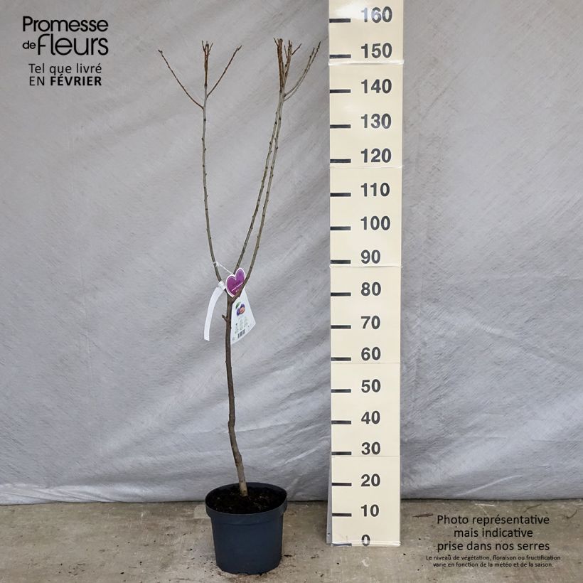 Prunus domestica Hauszwetsche - Common plum 7.5L/10L pot, Goblet sample as delivered in winter