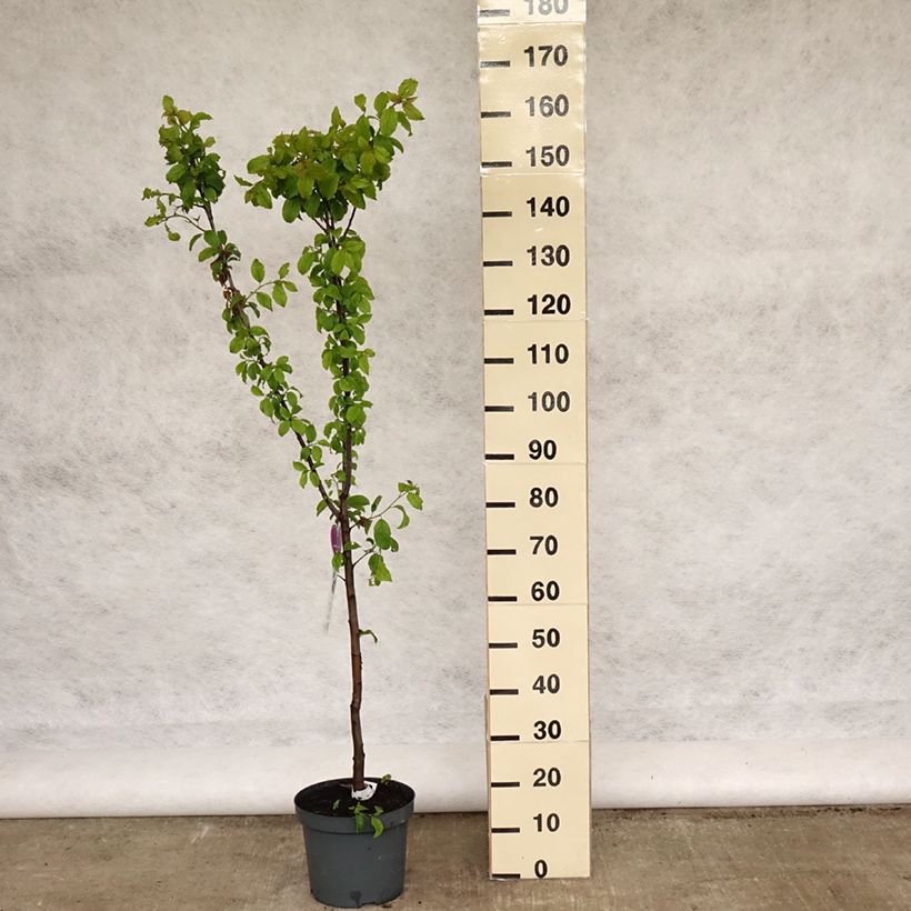 Prunus domestica Hauszwetsche - Common plum 7.5L/10L pot, Goblet sample as delivered in spring
