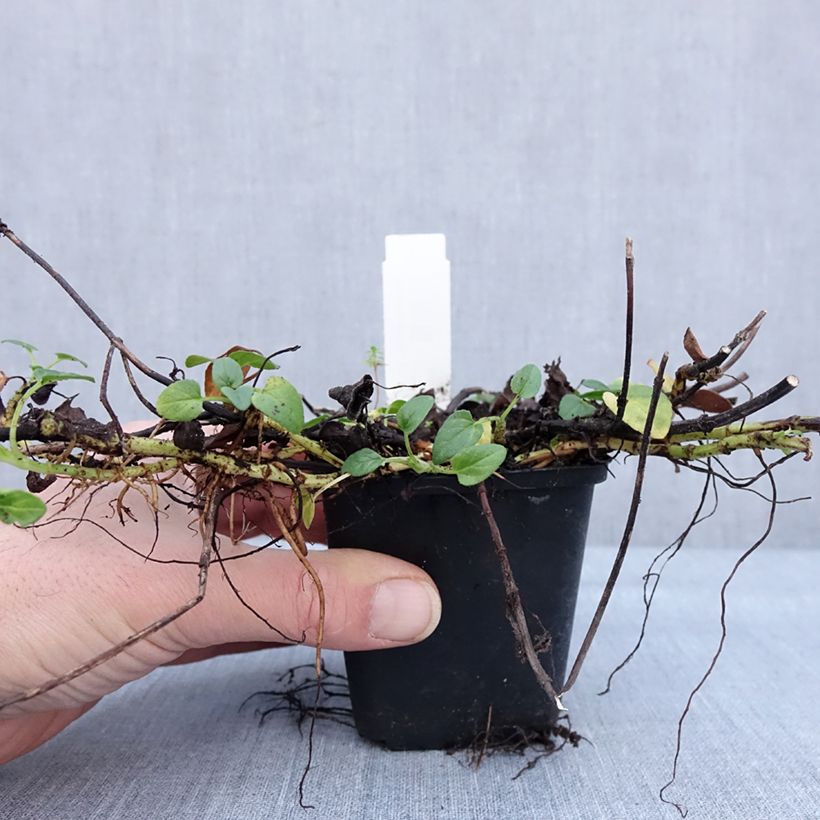 Prunella grandiflora White Loveliness 8/9 cm pot sample as delivered in winter