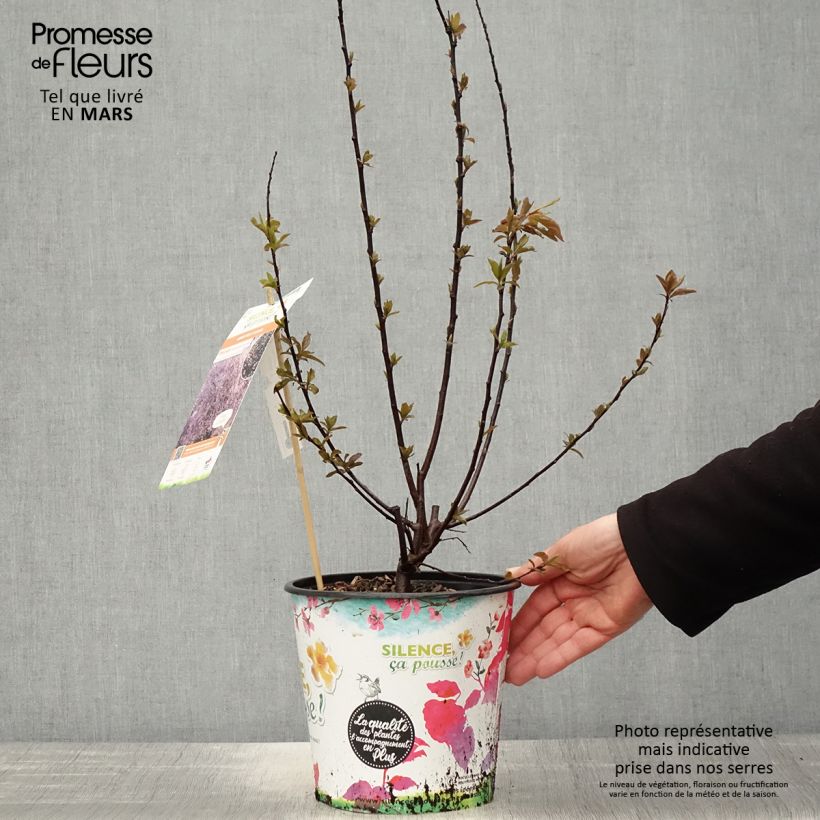 Prunus cerasifera Nigra (Atropurpurea)  3L/4L pot, Bush sample as delivered in spring