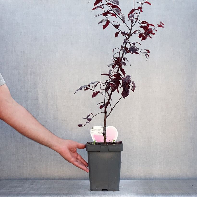 Prunus cerasifera Nigra (Atropurpurea)  4L/5L pot, Standard sample as delivered in summer