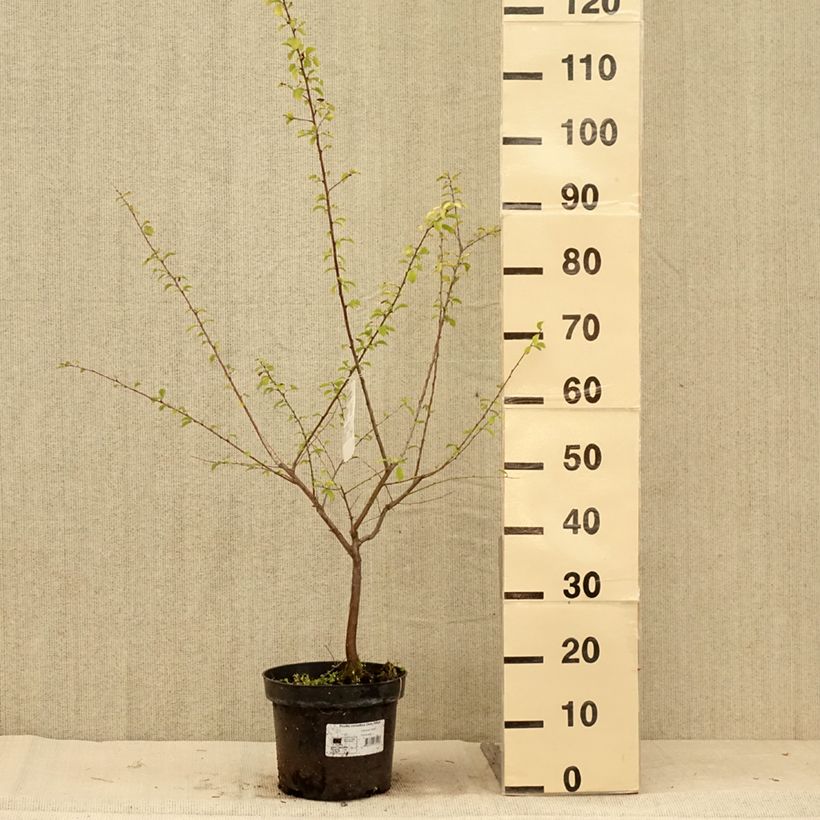 Prunus cerasifera Złoty Obłok - Cherry Plum 4L/5L pot sample as delivered in summer