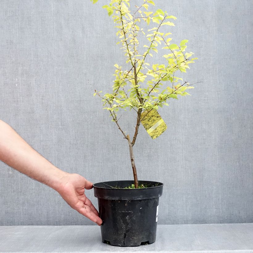 Prunus cerasifera Złoty Obłok - Cherry Plum 4L/5L pot sample as delivered in spring